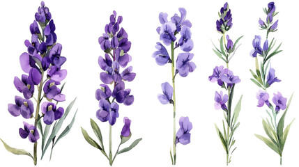 Fototapeta premium Colorful illustration of various purple flowers with green leaves on a white isolated background.
