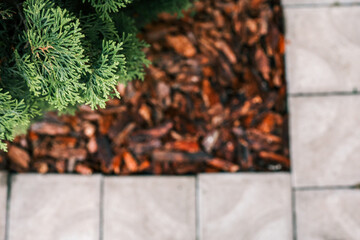 Gardener spraying plants with a red pressure sprayer in a lush green garden. Pest control, fertilization, or watering process for healthy plant growth and maintenance