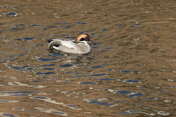 ヨシカモ Falcated Ducl