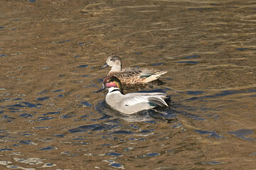ヨシカモ Falcated Ducl