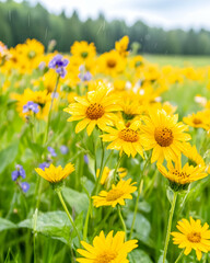 Obraz premium Rain falls on yellow flowers in a meadow with trees, used for gardening project