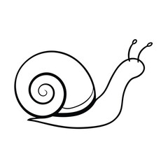 snail on a white background