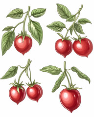 Ripe tomatoes on stems with leaves, art for culinary use, against white background