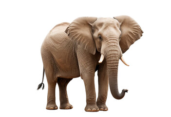 Fototapeta premium elephant isolated on transparent background