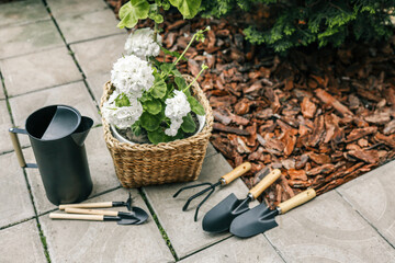 Gardening tools, black watering can, and gloves next to a potted white geranium in a woven basket....