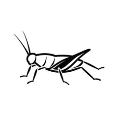 locust isolated on white background