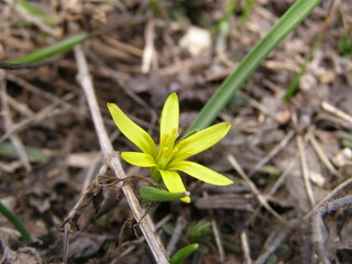 flowers in the mountains in spring