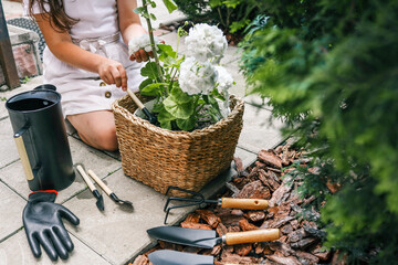 Gardener watering white geraniums in a woven basket planter with a black metal watering can,...