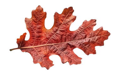 Dried oak leaf showcasing intricate details and rich autumn colors on a transparent background.