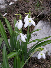 flowers in the mountains in spring