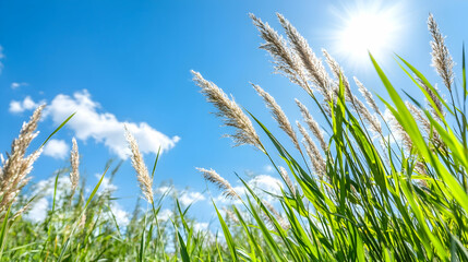 Tall grass field with sunny sky background; usable for posters or website headers