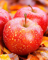 Wet red apples lying on fallen orange leaves - autumn harvest for fruit recipes