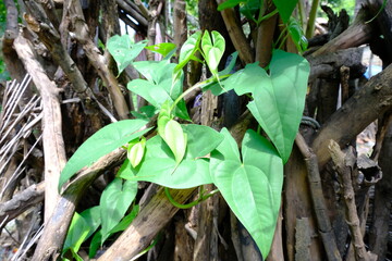Close-Up of Sweet Potato Leaves on Wooden Branches in Natural Setting