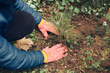 Man planting small pine tree in the garden.