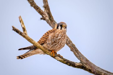 Vibrant American Kestrel perched on a tree branch against a clear blue sky near Victoria, BC, Canada