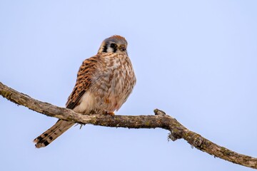 Vibrant American Kestrel perched on a tree branch against a clear blue sky near Victoria, BC, Canada