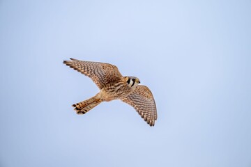 Stunning American kestrel in flight against a clear blue sky, near Victoria, BC, Canada
