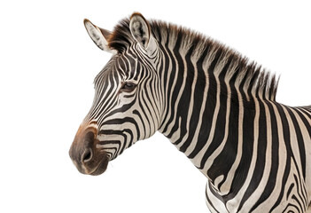zebra isolated on transparent background