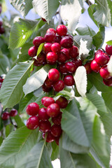 Cherry tree branch with ripe large fruits .