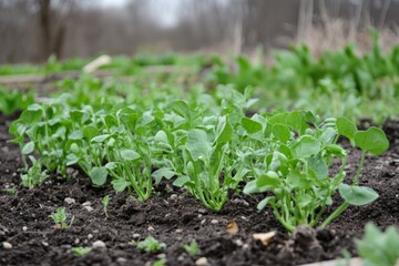 Obraz premium Snow Pea Planting and Gardening for Green Garden Growth