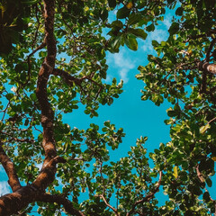 Fototapeta premium Looking up through lush green canopy into a vibrant blue sky