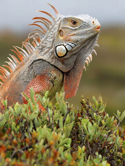 Obraz premium Iguana basking, vibrant scales, lush green foliage