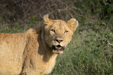 A young lioness gazes intently at the camera in a game reserve in South Africa, her eyes focused and her attitude alert as she stands against a blurred background.