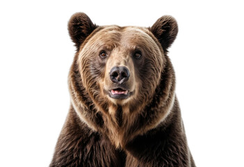 Fototapeta premium bear isolated on transparent background