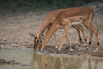 Two impala antelope females drink at a waterhole, while keeping their ears pricked for any sound of...