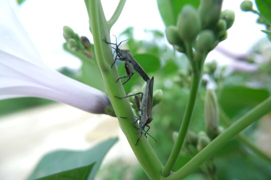 Close-Up of Mating Leafhoppers on Green Plant Stem with White Flower in Background