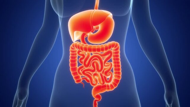 Human Digestive System Anatomy Animation Concept