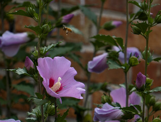A bee with nectar flying between hibiscus flowers.