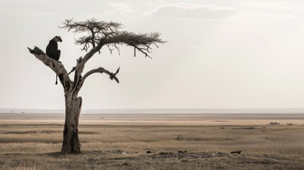 Lonely animal on tree,the desolate grassland