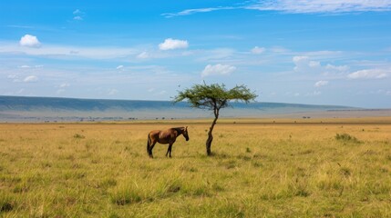 Lonely animal on tree,the desolate grassland