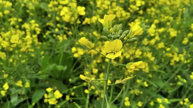 Beautiful yellow Brassica juncea mustard agriculture farming field with scenic relaxing nature