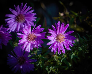 Water droplets on purple aster petals.