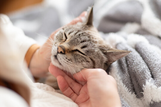 可愛い猫を撫でる飼い主　シャムトラ猫