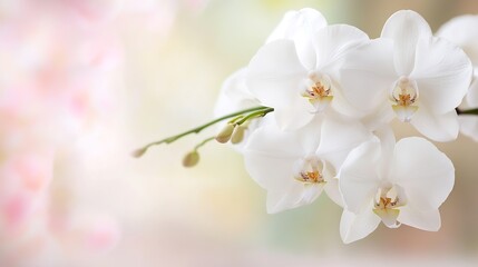 Obraz premium Elegant white orchids blooming beautifully against a soft and dreamy background : Generative AI