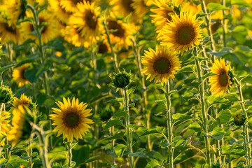 sunflower agricultural field in summer before the harvest, agriculture background concept