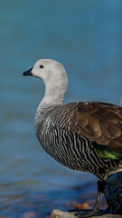Kaiken en Laguna Esmeralda, Ushuaia
