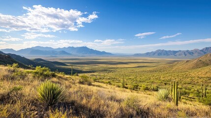 Obraz premium Expansive Sonoran Desert Landscape Under a Bright Blue Sky