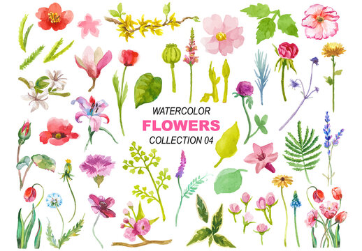 Watercolor painted collection of flowers. Hand drawn flower design elements isolated on white background.