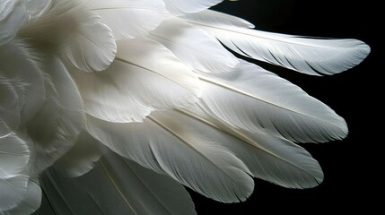 Naklejka premium A close-up of light, airy white feathers descending elegantly against a shadowy black space.