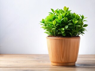Fototapeta premium Vibrant Wooden Pot with Lush Green Plant â€“ Ample Copy Space for Design