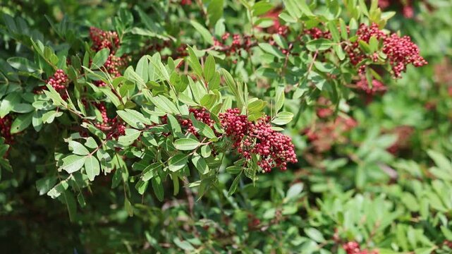 branch of schinus terebinthifolius raddi with red berries