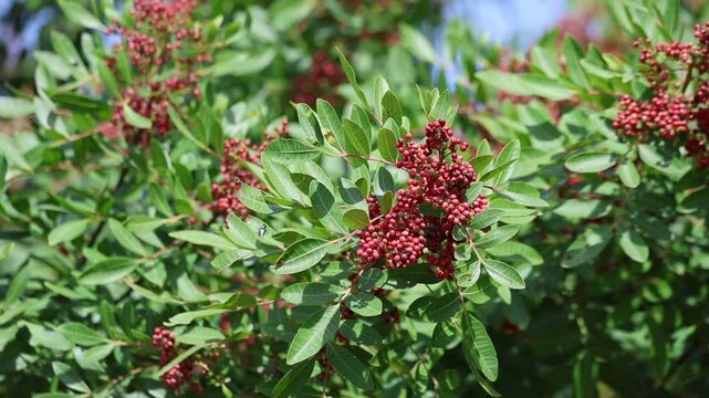 branch of schinus terebinthifolius raddi with red berries