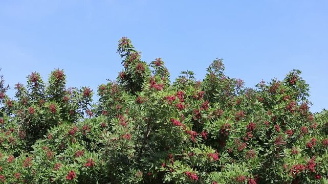 branch of schinus terebinthifolius raddi with red berries
