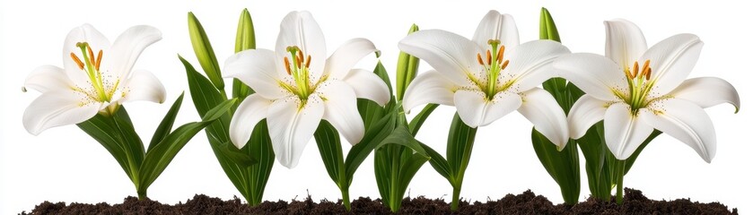 Obraz premium Arrangement of Elegant White Lilies Displaying Freshness in a Natural Setting