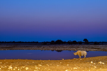Black rhino at Okaukuejo waterhole at night in Etosha National Park, water reflections, wildlife safari and game drive in Namibia, Africa