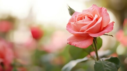 Stunning Pink Rose Blooming Amidst a Lush Garden with Soft Background Colors : Generative AI